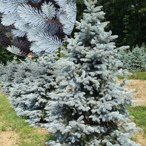 Picea pungens 'Hoopsii' - Torkav kuusk 'Hoopsii' 